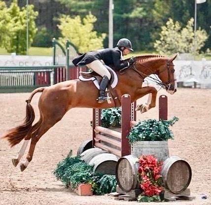 Reference King Falco in his debut in the Canadian Hunter Derby at Caledon Equestrian Park!