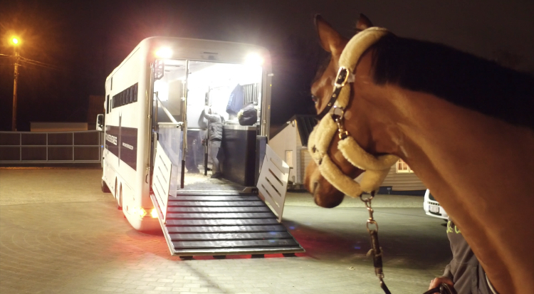 Our horses are on the way to OLIVA!